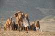 Award-Winning Relief Riders to Visit 40,000 Camels
